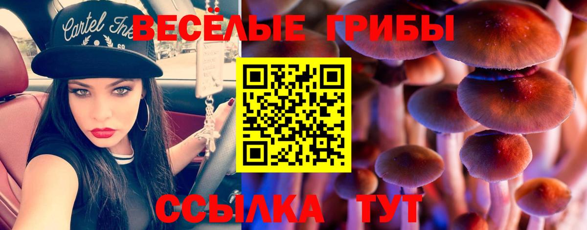 Котлас  Псилоцибиновые грибы ЛСД  где можно купить   Вход с VPN 